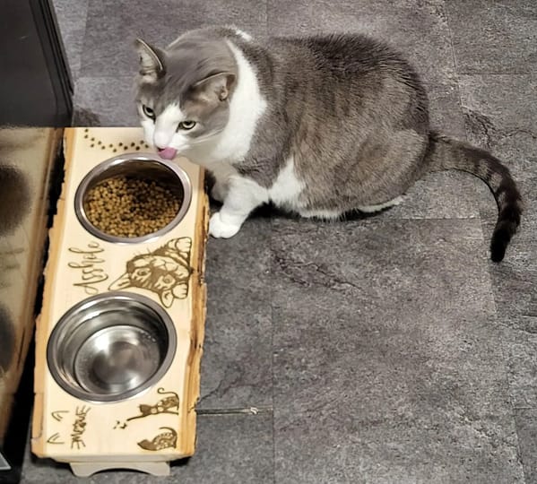 Cat Eating