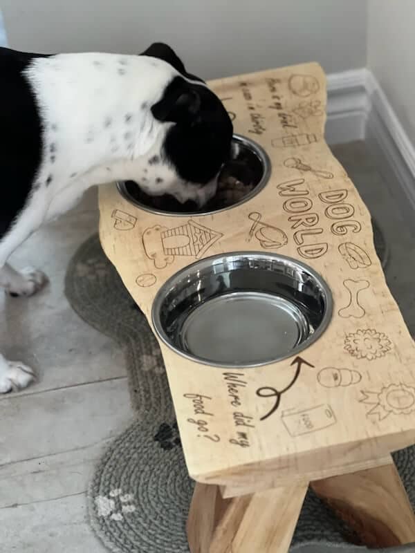 Dog Dish Eating